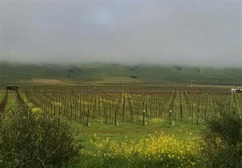 Fog In The Vineyards At Anaba Wines Sonoma Valley Vintners And Growers