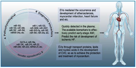 Roles Of Extracellular Vesicles In Heart Diseases Evs Play An