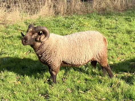 A Selection Of Shetland Ewes And Rams For Sale Shetland Sheep Society
