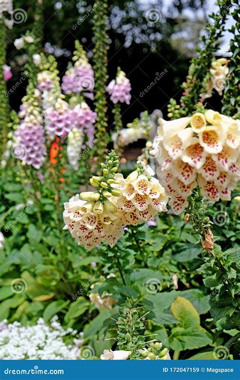 Beautiful Digitalis Also Known As Foxglove Plant In Royal Botanic