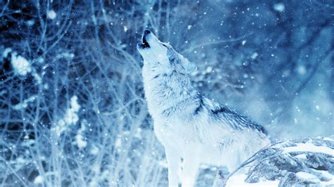Download Wallpaper 2048x1152 Wolf Predator Howl Photoshop Ultrawide