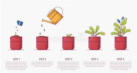 Growing Plant In Pot Stages Vector Stock Vector Illustration Of Life