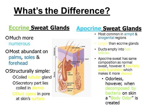 Difference Between Sebaceous And Sweat Glands Compare The Difference