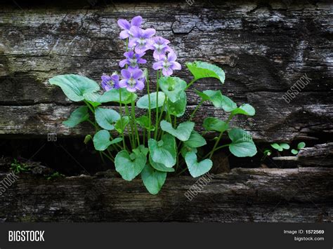 Blue Violets Growing Image And Photo Free Trial Bigstock