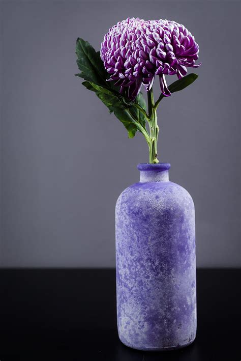 Chrysanthemum Flower Vase Purple Hd Phone Wallpaper Peakpx