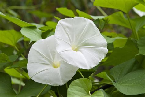 How To Grow And Care For Moonflower Plants