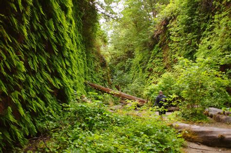 Fern Canyon Is A Deep Green Gorge In Northern California That Looks