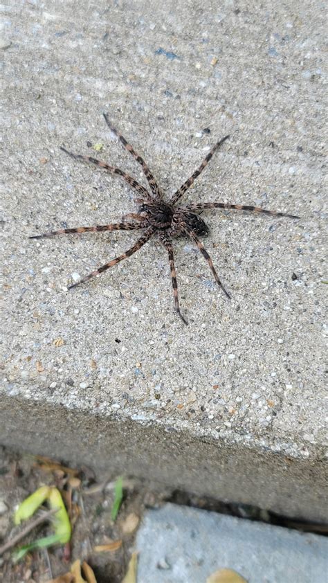 Dolomedes Tenebrosus Dark Fishing Spider In Concord New Hampshire