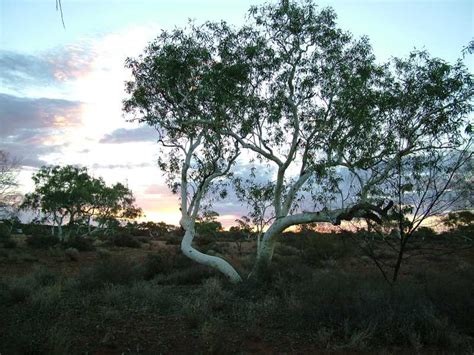 bush-sweepers.org - West Australia (Gunbarrel Highway)