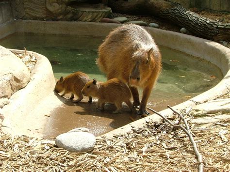 Mothers Day At The Akron Zoo