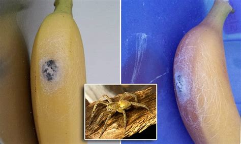 Tesco Bananas Infested With Spiders Whose Bite Can Cause Four Hour