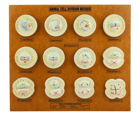 Animal Cell Meiosis Model 21 Inch Features 12 Phases Animal Cell