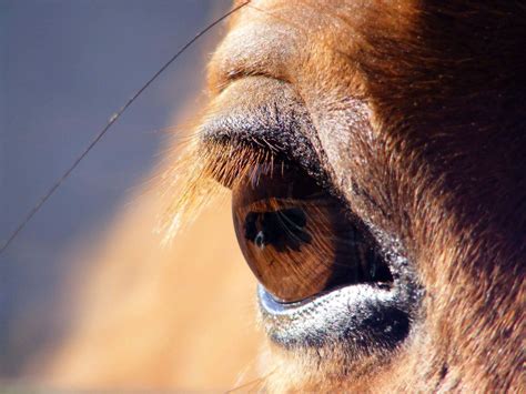 Taking A Closer Look Caring For Your Horses Eyes