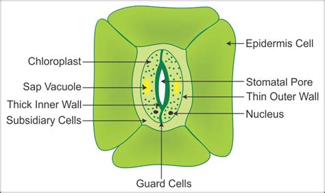 Check spelling or type a new query. a draw a labeled diagram of stomata write any two ...