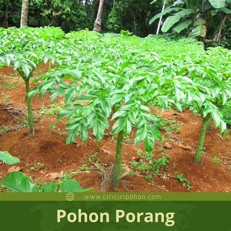 Maybe you would like to learn more about one of these? Beginilah Gambar Tanaman Porang Asli yang Wajib Diketahui ...