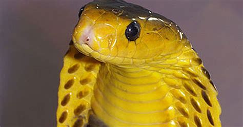 You Would Never Want To Encounter These Dangerous Snakes In Your Life