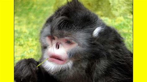 Worlds First Monkey Human Hybrid Grown In Chinese Laboratory August