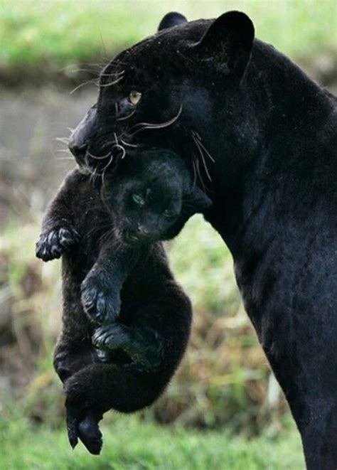 Panther Cub Tumblr
