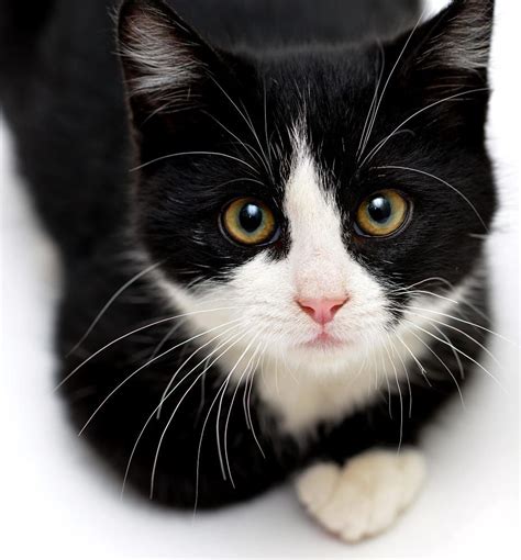 Tuxedo Kitten By Josh Norem On 500px Kittens Cutest Cute Cats White