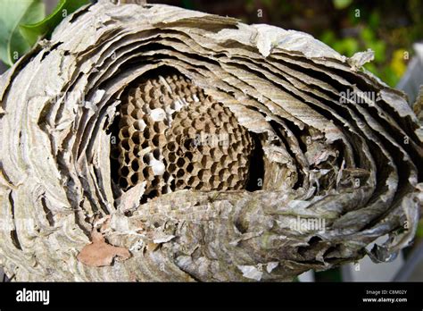 Cross Section Of A Wasp Nest Stock Photo Royalty Free Image 39777107