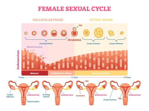 Peak Ovulation Day How To Maximize Your Fertility Postpartum Trainer Md