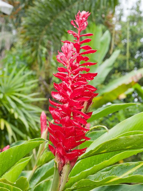 We did not find results for: XL Petite Red Ginger Plant (alpinia purpurata) - Urban ...