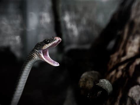 13 arti mimpi pegang ular hitam yang menakutkan pertanda masalah besar