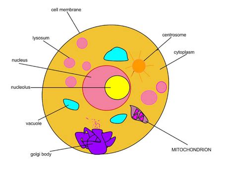 Simple Animal Cell Drawing Free Download On Clipartmag