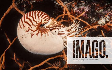 The Palau Chambered Nautilus Nautilus Belauensis Palau Micronesia