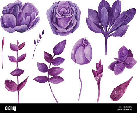 Acuarela Morado Floral Vector Set Clip Art Flores Violeta Colección