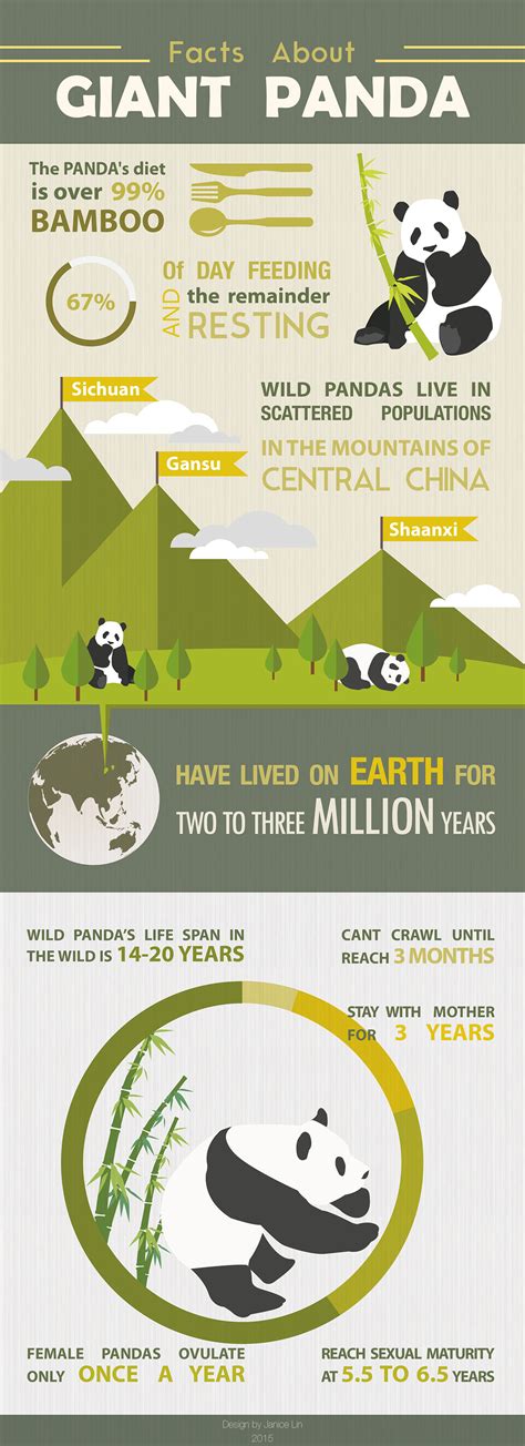 Infographic Facts About Giant Panda On Behance