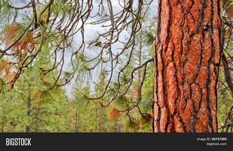 Close Red Pine Tree Image And Photo Free Trial Bigstock