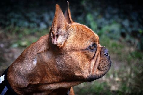 French Bulldog Acne From Causes To Treatments