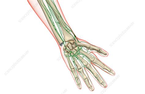 The Lymph Supply Of The Hand Stock Image F0017710 Science Photo