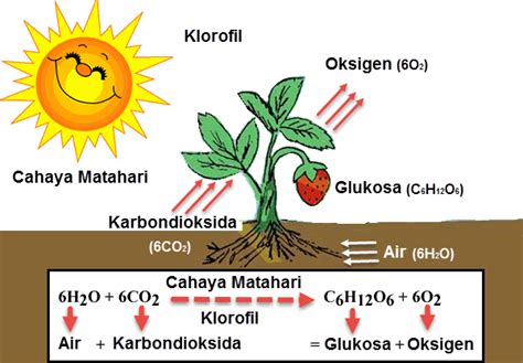 Proses Fotosintesis Pada Tumbuhan Menghasilkan Homecare