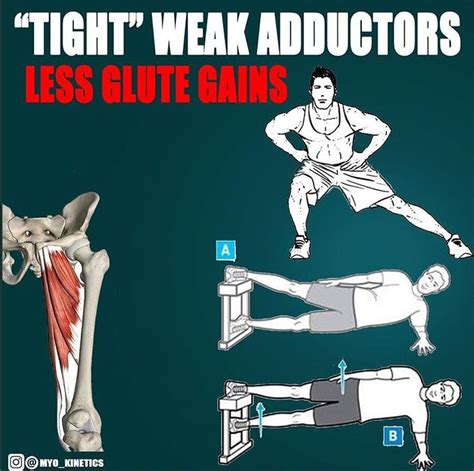 Tight Weak Adductors Weakening Your Glutes Adductor Workout Glutes Outer Thigh Workout