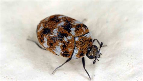 Carpet Beetles Noco Pest And Wildlife Control