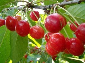 Hanya di pohonrindang.com anda dapat beli dengan harga yang paling murah. Jual Benih Bibit Buah Cherry (Import) - Budidaya Tanaman