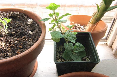 How To Grow Oregano Indoors Garden Guides