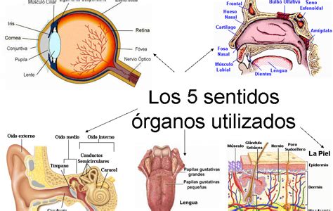 Ciencias Naturales Los Sentidos