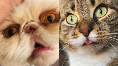 Cats Tiktok Videos Of 2020 Baby Cute And Funny Cat Tik Tok Meme