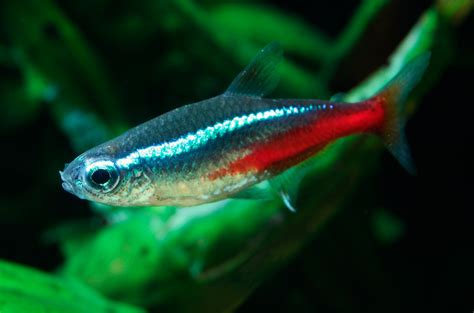 Peixes De águas Frias