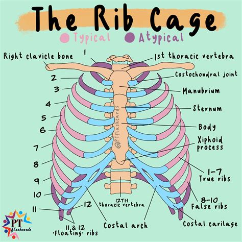 Pt Flashcards On Twitter The Rib Cage Typical Ribs Include Ribs