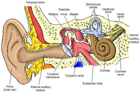 Tinnitus With Images Ear Anatomy Inner Ear Anatomy Inner Ear