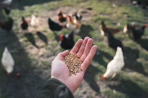 Young Farmer Feeding A Chicken Small Sustainable Farm Detail Of Hands With Feed For Poultry
