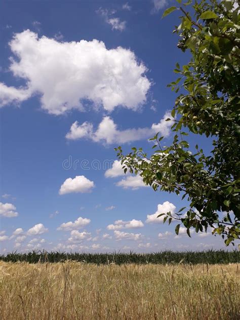Field Landscape Dirt Road With Lonely Tree And Blue Sky Stock Image