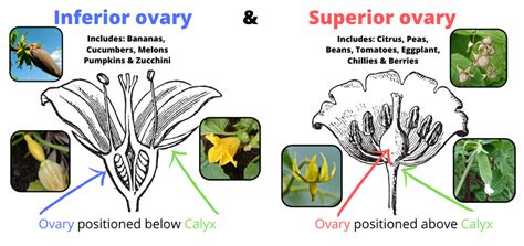 The Anatomy Of A Flower The Real Story Behind Garden Blooms The Seed