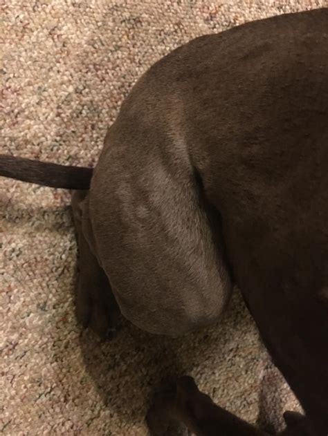 My Dog Has Some Weird Bumps All Over Her Legs And Body Petcoach