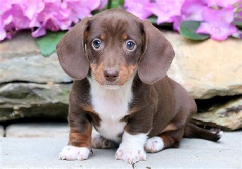 Miniature Dachshund Puppies For Sale In Illinois Puppies Pict