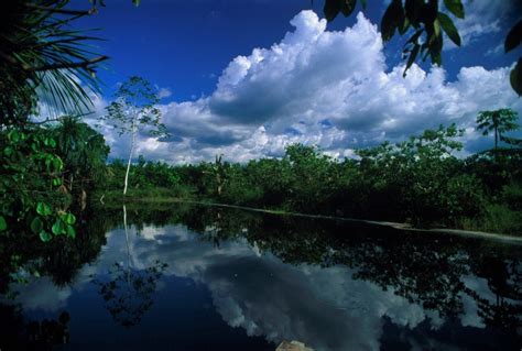 Día Mundial De Los Bosques Tropicales Conoce La Riqueza Forestal Del